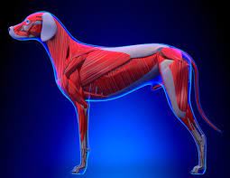 Dog front leg muscle anatomy. A Visual Guide To Dog Anatomy Muscle Organ Skeletal Drawings All Things Dogs All Things Dogs