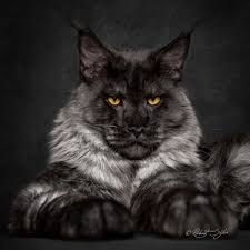 Kucing maine coon adalah peranakan alami dan salah satu jenis kucing rumahan terbesar. Maine Coon Si Raja Kucing Kumparan Com