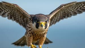 Falcons против NRG: предматчевый анализ на BLAST Open Rotterdam 2026