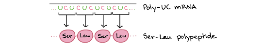 The Genetic Code Codon Table Article Khan Academy