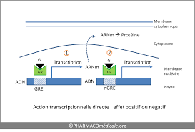 Les immunosuppresseurs sont des médicaments qui agissent en réduisant l'activité du système immunitaire. Corticoides Les Points Essentiels