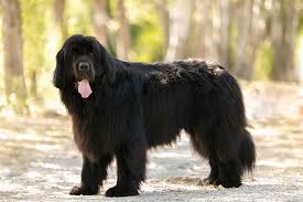 He was born with a bum leg so the owners had it 10 Popular Dog Breeds That Have Black Coats