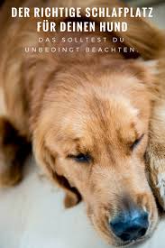 Der Richtige Schlafplatz Fur Deinen Hund Das Solltest Du Beachten Hunde Hundeecke Gesunde Hunde
