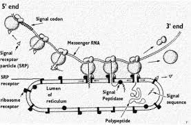 To resolve this, ser can double its surface area within a few days, returning to its standard size. How Rough Endoplasmic Reticulum Give Rise To Smooth Endoplasmic Reticulum Quora