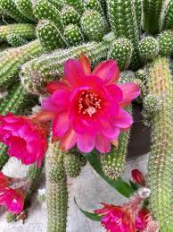 Before the beginning of january, move the plant to a spot where it will get to be about 60 to 65. The Unreal Blooms On My Peanut Cactus Succulents