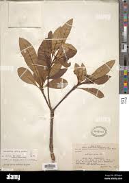 Image result for Rauvolfia afra