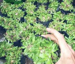 Rumput jenis ini banyak dijadikan inspirasi pada model rumah minimalis. Cara Menamam Rumput Gajah Mini Agar Selalu Subur