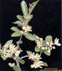 Image result for Grewia microthyrsa