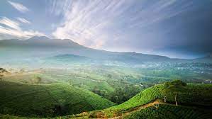 Maybe you would like to learn more about one of these? Tiket Masuk Kebun Teh Kemuning Karanganyar Dari Tawangmangu Solo Jalan Menuju Lokasi Wisata Jejakpiknik Com