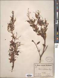 Image result for Searsia acuminatissima