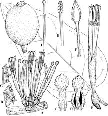 Image result for Phragmanthera usuiensis