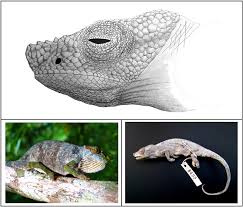 Image result for Lettowianthus stellatus