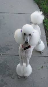 Pin On Poodles