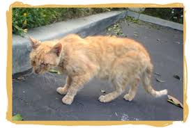 It is also capable of affecting cats. What Is Cat Mange And How Do I Treat It Pethelpful