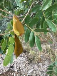 Image result for Baikiaea