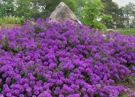 Moss Verbena May End Up Being Your Favorite Groundcover It Grows Between 6 To 12 Inches Tall But Has A Spreadin Plants Verbena Homestead Purple Ground Cover