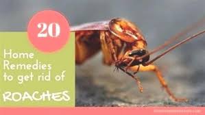 Are pest control services worth the price of a monthly service contract? Pest Control Garden Pest Control Prices Pest Control 19460 Pest Control Services Near Me Pembrokeshire Pest Con In 2020 Pest Control Roaches Pest Control Pests