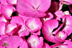 Η αγία ελένη, το 326 μ.χ. Eortologio Poioi Giortazoyn Shmera 8 Aygoystoy Agios Myrwn Ekklhsia Online