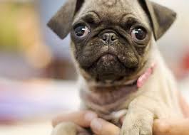 Where Do Small Dogs Come From The Dog People By Rover Com