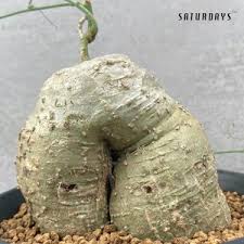 Image result for Adenia kirkii