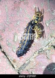 Image result for Kotschya ochreata