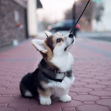 You may also like these hd cat wallpapers. Tumblr Pbjx3tlvbf1ry5naio1 1280 Jpg 1080 1080 Cute Corgi Puppy Hybrid Dogs Cute Animals