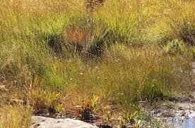 Image result for Mesanthemum africanum