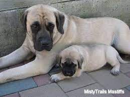 7,274 mastiff dog pictures and royalty free photography available to search from thousands of stock photographers. English Mastiff Dog Breed Pictures 3