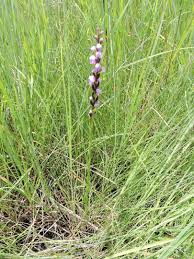 Image result for Brachycorythis buchananii
