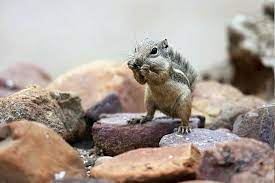 Antelope Squirrel Animals Squirrel Antelope