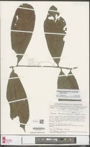 Image result for Campylospermum vogelii