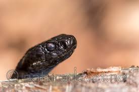 Målbåndet legges under armene og rundt de bredeste områdene på brystet og skulderbladene. Vipera Berus Hoggorm