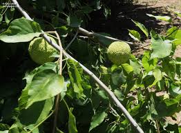 Image result for Maclura