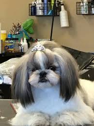 On the street of bridgeport way southwest and street number is 10240. Groomingdales Pet Salon Pietermaritzburg The Y Guide