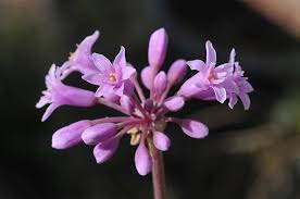 Image result for Tulbaghia cameronii