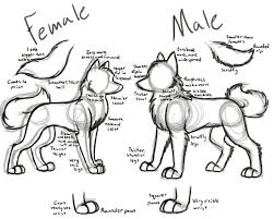 This Sketch Inspired Me To Draw My Favorite Animal More Animal Drawings Drawing Techniques Sketches