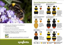 bee species identification chart the simpleoperation