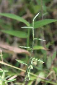 Image result for Urochloa umbellata