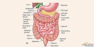 Small Intestine Function Location Parts Diseases Facts In 2021 Human Digestive System Large Bowel Intestines