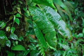 Image result for Oleandra