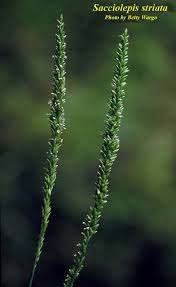 Image result for Styppeiochloa