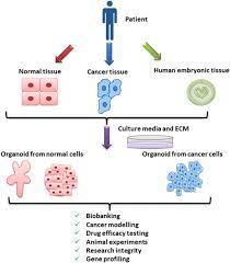 Maybe you would like to learn more about one of these? Methodological Aspects And Pharmacological Applications Of Three Dimensional Cancer Cell Cultures And Organoids Sciencedirect