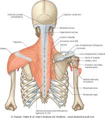 These are raised parts of the muscle that. Trapezius Muscle