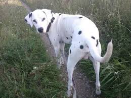 Unsere 2 jahre alte dalmatiner dame frida hat am. Tierheim Des Tierschutzverein Brandenburg An Der Havel E V Tiere Suchen Ein Zuhause Tierheim Tiere