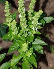 Image result for Equilabium petiolare