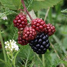 Image result for Rubus kirungensis