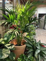 Image result for Howea forsteriana