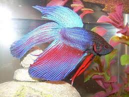✓ kommerzielle nutzung gratis ✓ erstklassige bilder. Siamesischer Kampffisch Betta Splendens Zierfischblog