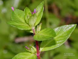 Image result for Cuphea carthagenensis