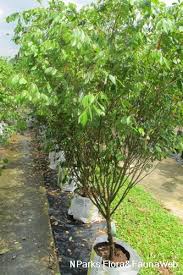 Image result for Cleistanthus polystachyus